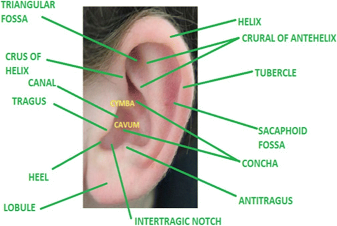 anatomy of an ear